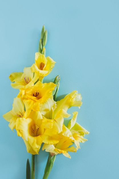 Photo beautiful yellow gladiolus flowers on a blue background