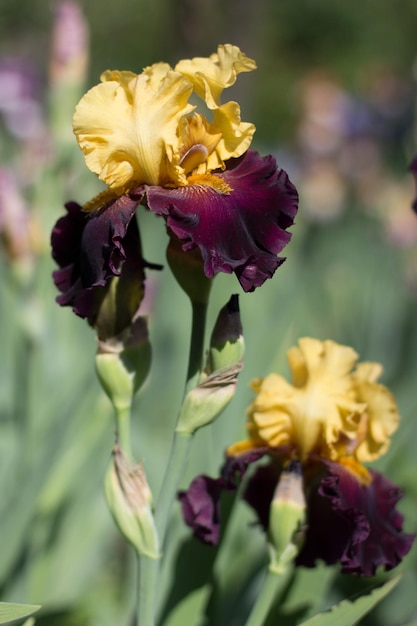 Beautiful yellow iris flower growing in the garden