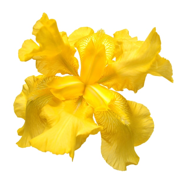 Beautiful yellow iris flower isolated on white background. Easter. Summer. Spring. Flat lay, top view. Love. Valentine's Day