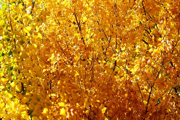 Beautiful yellow leaves in autumn background , New Zealand