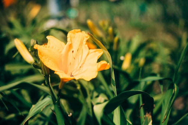 Beautiful yellow Lilium flowers against fresh green leaves