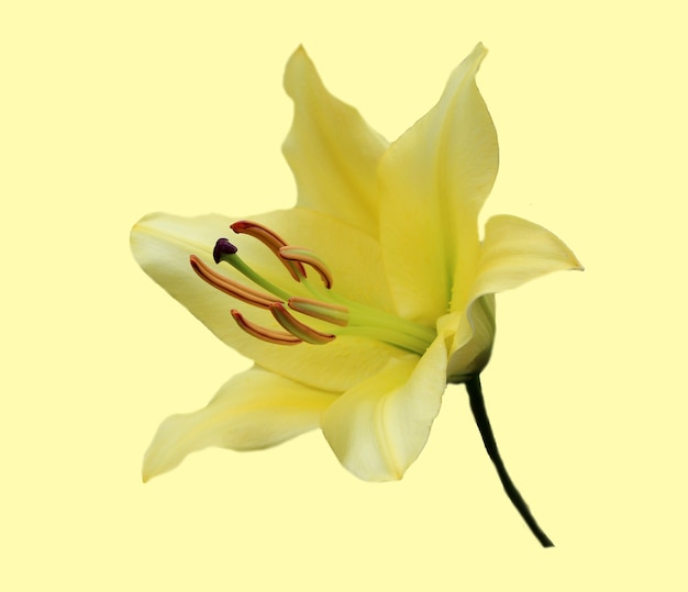 Beautiful yellow lily isolated on white background