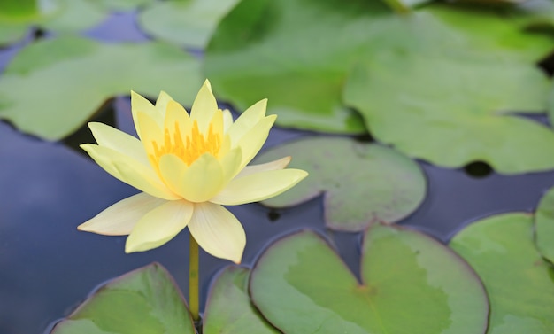 Beautiful Yellow Lotus flower in pond, Close-up Water lily and leaf in nature.