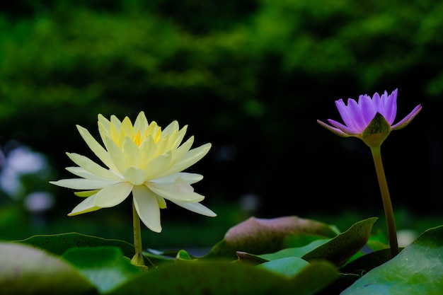 Photo beautiful yellow lotus flower with green leaves in the pond