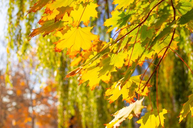 Beautiful yellow maple leaves on a tree in a park on a sunny day Autumn landscape