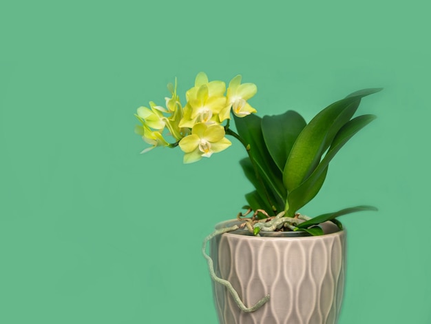 Beautiful yellow mini orchid in a pot on a light green background Tropical flower branch of orchid close up Orange orchid background Holiday Women's Day Flower Card beauty