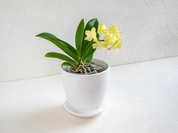 Beautiful yellow mini orchid in a pot on a white background Tropical flower branch of orchid close up Orange orchid background Holiday Women's Day Flower Card beauty