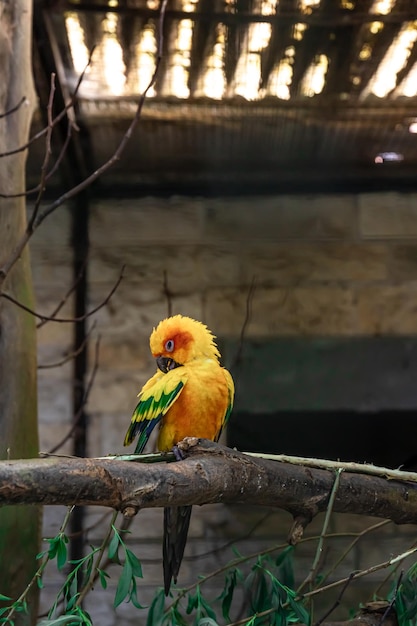 A beautiful yellow parrot in a zoo on a tree