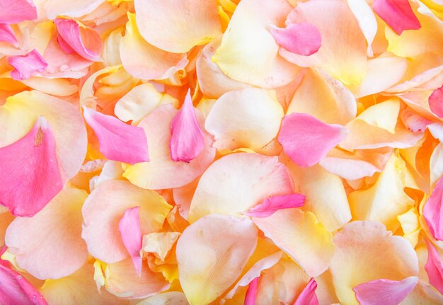 Photo beautiful yellow pink rose petals background, wedding background