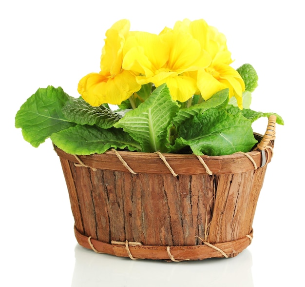 Beautiful yellow primula in basket isolated on white