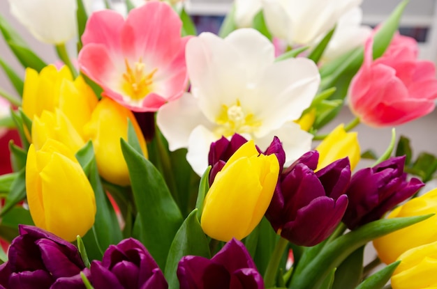 beautiful yellow purple and pink tulips