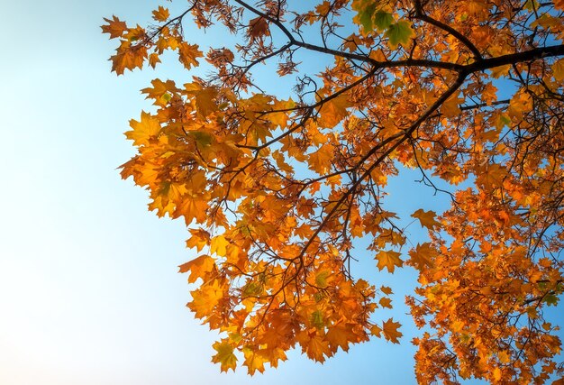 Beautiful yellow and red colorful autumn maple leaves