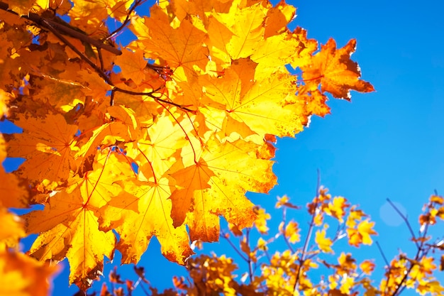 Beautiful yellow red colorful autumn maple leaves