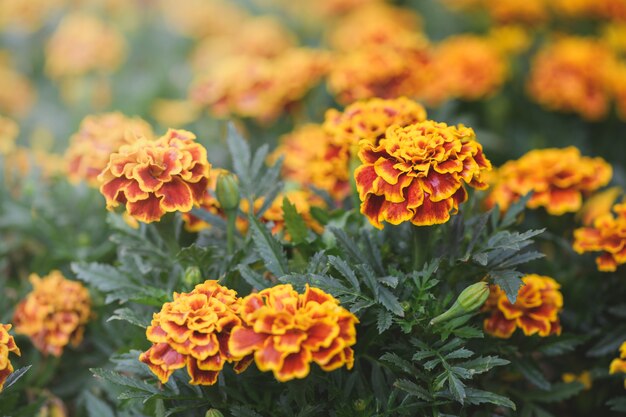 Beautiful Yellow and red Mexican marigold flower