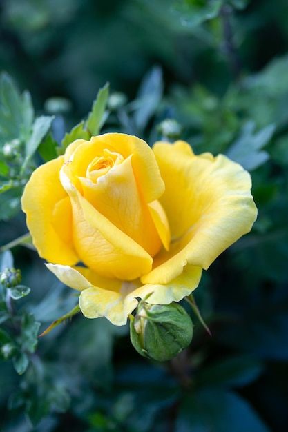 Beautiful yellow rose against a background of summer greenery Floriculture perennial flowers