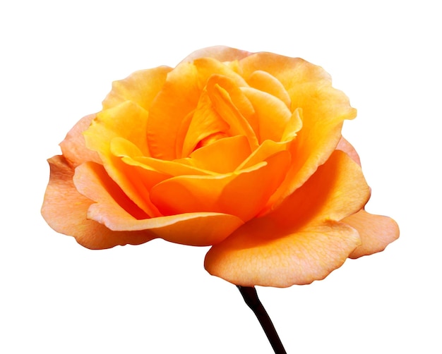 Beautiful yellow rose flower isolated on white background