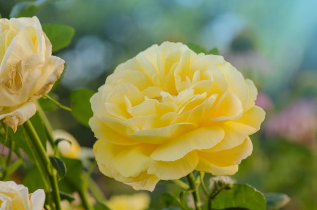 Beautiful yellow rose with green leaves growing in the garden