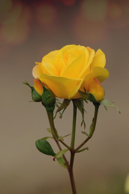 beautiful yellow rose