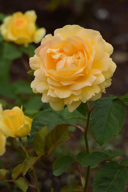 beautiful yellow rose