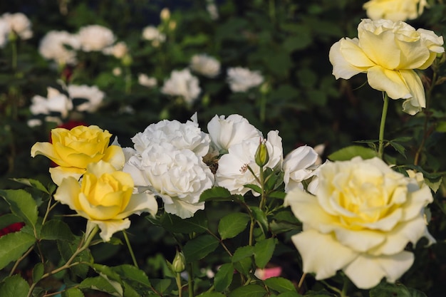 Beautiful yellow roses with blossoms roses in nature closeup yellow rose