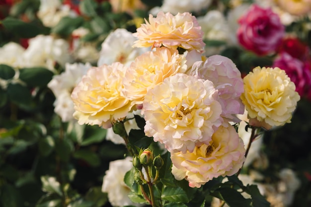 Beautiful yellow roses with blossoms Roses in nature Closeup yellow Rose