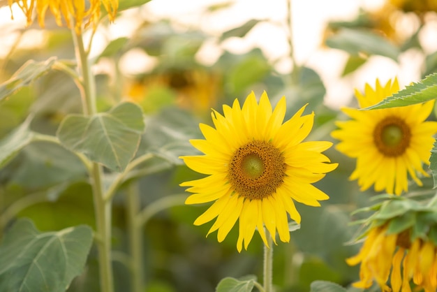 Beautiful yellow sunflower in the evening sunset orange light