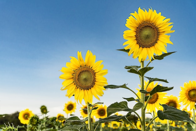 Beautiful yellow sunflower in the field against the blue sky with white clouds