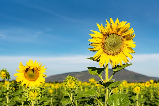 Beautiful yellow sunflower in the field against the blue sky