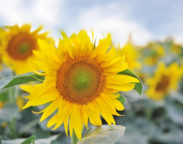 Beautiful yellow Sunflower