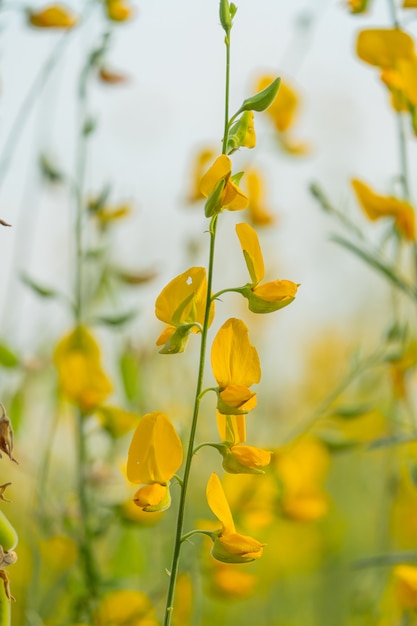 Beautiful yellow sunhemp flower in nature background Crotalaria juncea