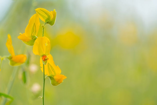 Beautiful yellow sunhemp flower in nature background. Crotalaria juncea