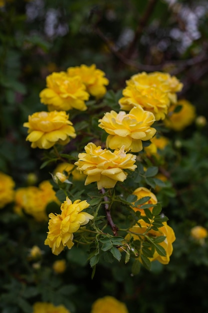 Beautiful yellow tea rose flowers on branches in the garden