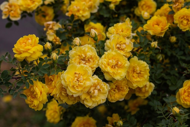 Beautiful yellow tea rose flowers on branches in the garden