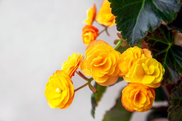 Beautiful yellow terry begonia elatior Home plants hobby floriculture