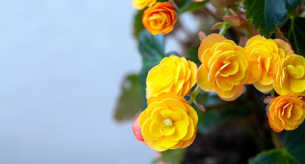 Beautiful yellow terry begonia elatior Home plants hobby floriculture