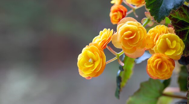 Beautiful yellow terry begonia elatior Home plants hobby floriculture