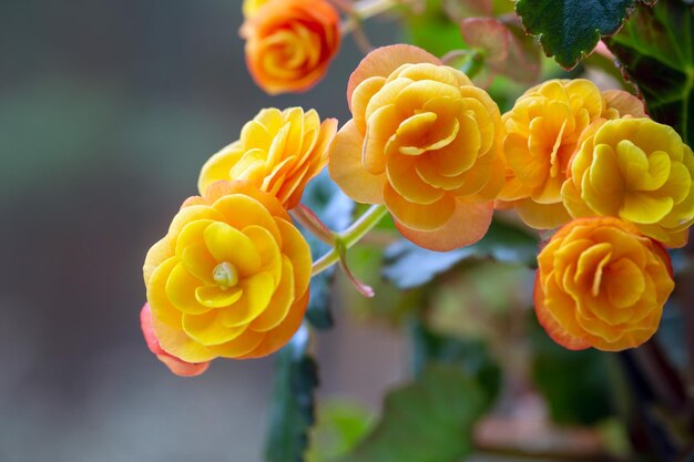 Beautiful yellow terry begonia elatior Home plants hobby floriculture