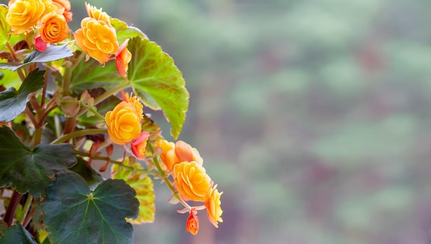 Beautiful yellow terry begonia elatior Home plants hobby floriculture