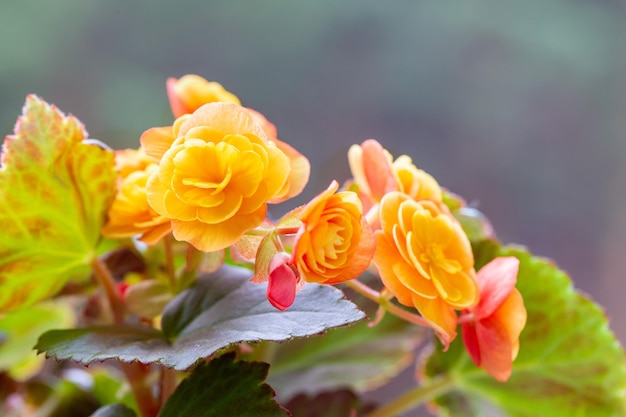 Beautiful yellow terry begonia elatior Home plants hobby floriculture