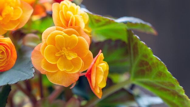 Beautiful yellow terry begonia elatior Home plants hobby floriculture