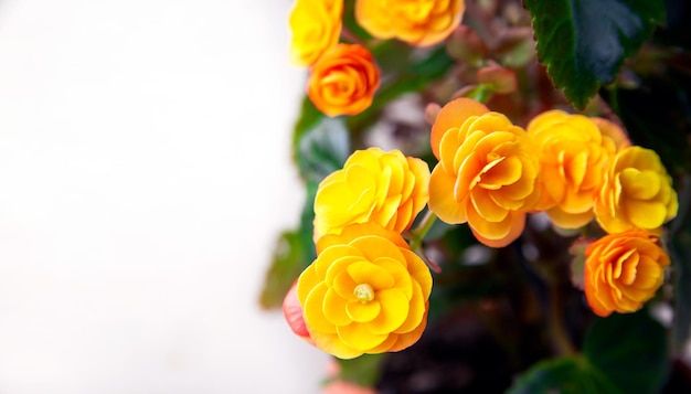 Beautiful yellow terry begonia elatior Home plants hobby floriculture