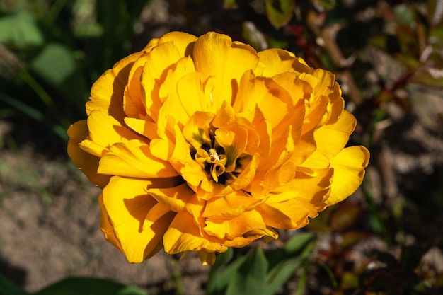 Beautiful yellow tulip flower blooming in a garden outdoorsclose up