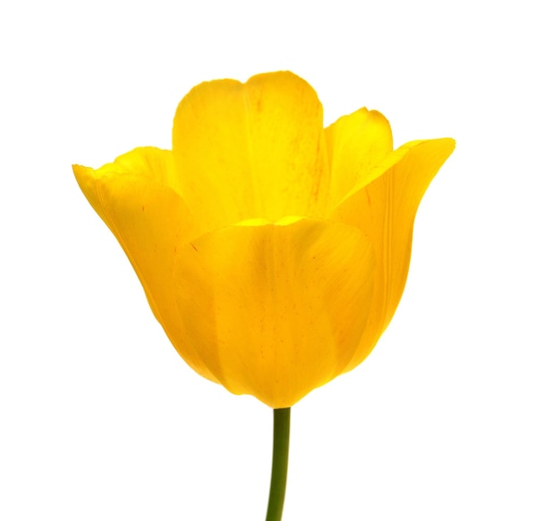 Beautiful yellow tulip flower isolated on white background. Flat lay, top view