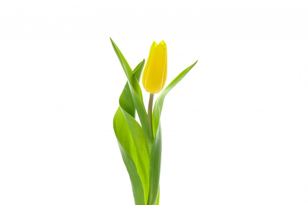 Beautiful yellow tulip isolated on white