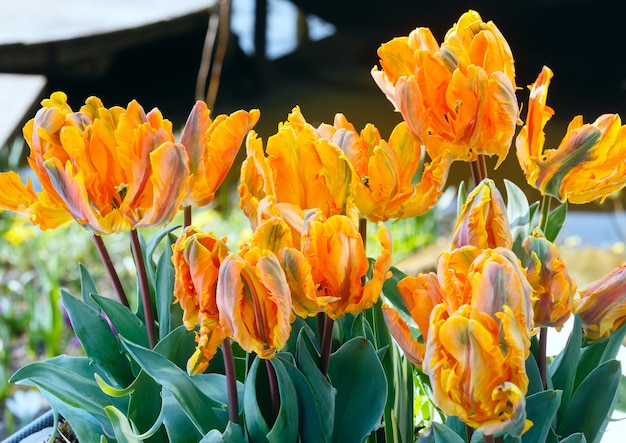 Beautiful yellow tulips closeup  in spring park