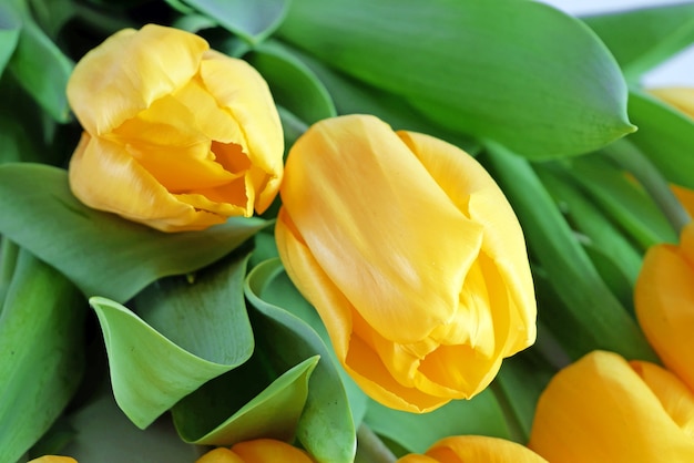 Beautiful yellow tulips flowers bouquet