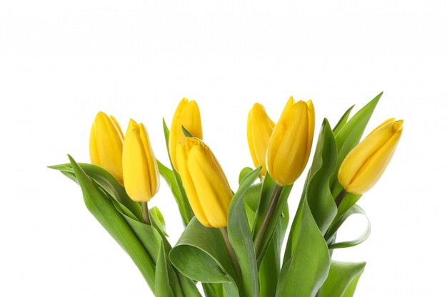 Beautiful yellow tulips isolated on white