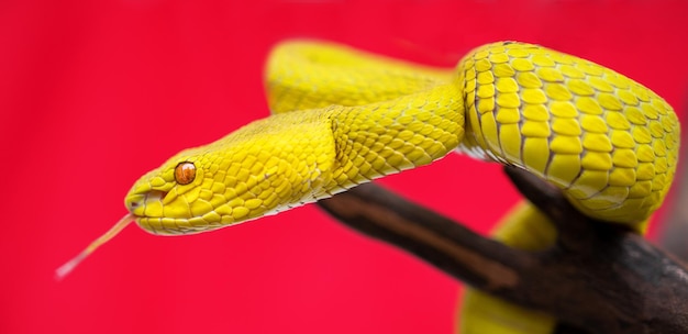 Beautiful Yellow Viper Snake In close Up