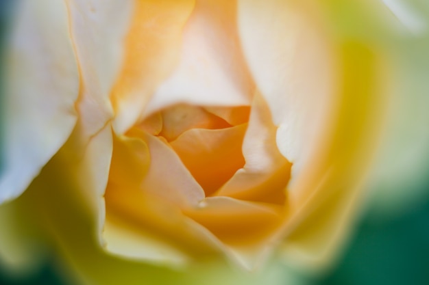 Beautiful yellowe rose close up in the garden