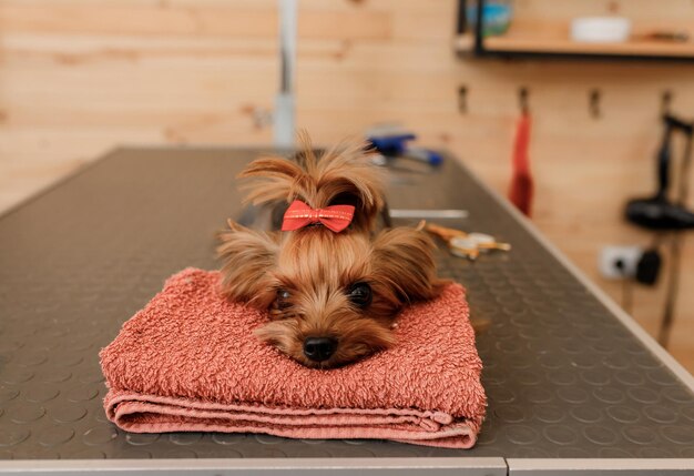 Photo beautiful yorkshire terrier dog on the grooming table ready after a haircut from professional groomer